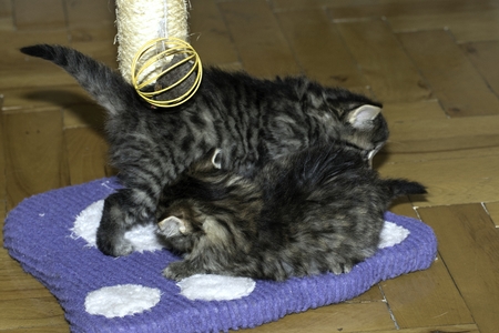 young wolf cats play in the houseの写真素材