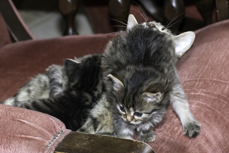 young wolf cats play in the houseの写真素材