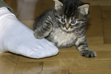 young wolf cats play in the houseの写真素材