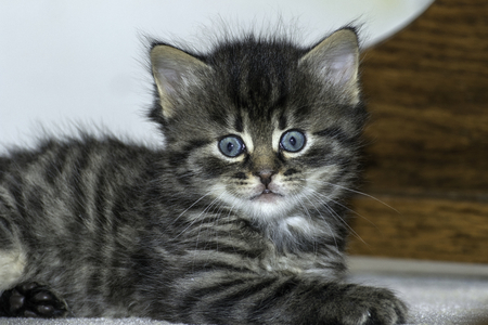 young wolf cats play in the houseの写真素材