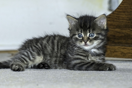 young wolf cats play in the houseの写真素材