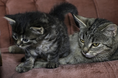 young wolf cats play in the houseの写真素材