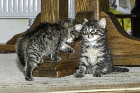 young wolf cats play in the houseの写真素材