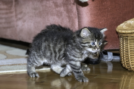 young wolf cats play in the houseの写真素材