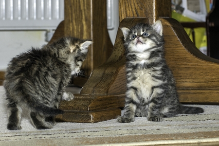 young wolf cats play in the houseの写真素材