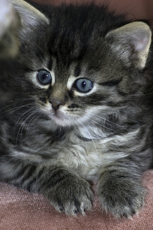 young wolf cats play in the houseの写真素材