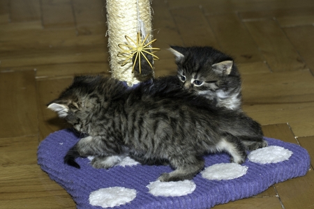 young wolf cats play in the houseの写真素材