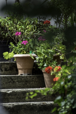 park with beautiful colorful plants in summerの写真素材