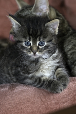 young wolf cats play in the houseの写真素材