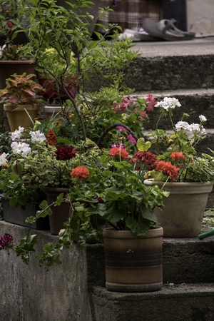 park with beautiful colorful plants in summerの写真素材