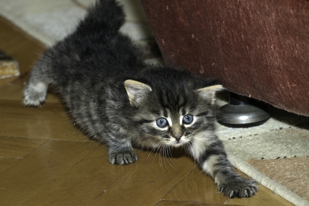 young wolf cats play in the houseの写真素材