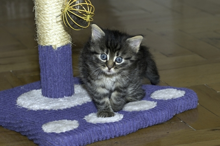 young wolf cats play in the houseの写真素材