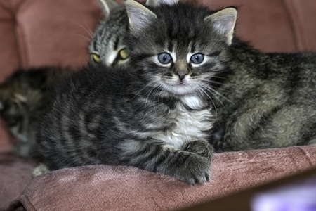 young wolf cats play in the houseの写真素材