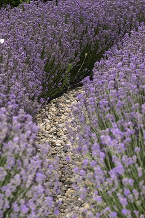 park with beautiful colorful plants in summerの写真素材