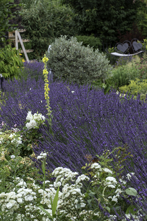 park with beautiful colorful plants in summerの写真素材