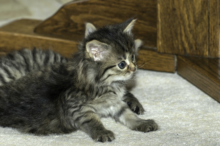 young wolf cats play in the houseの写真素材