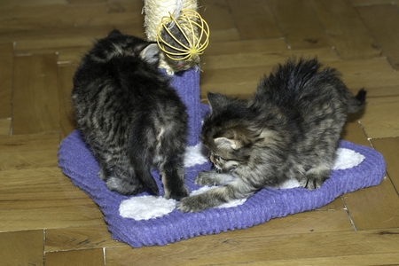 young wolf cats play in the houseの写真素材