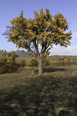 colorful leaves on tree in autumn in landscapeの写真素材
