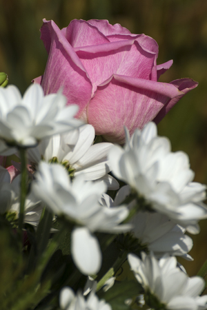 colorful flowers in a beautiful bouquetの写真素材