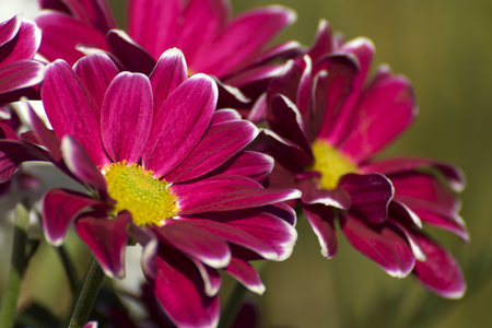 colorful flowers in a beautiful bouquetの写真素材