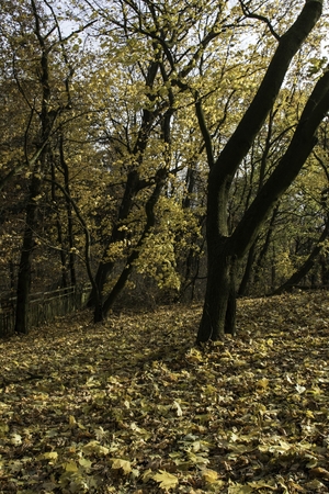 colorful leaves on tree in autumn in landscapeの写真素材
