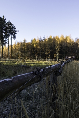 November in a quiet forestの写真素材
