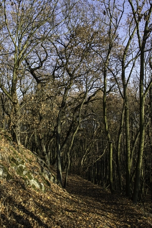 November in a quiet forestの写真素材