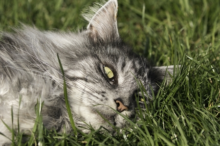 beautiful cat in the gardenの写真素材