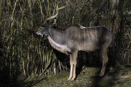Tragelaphus strepsiceros, the kudu great in the zooの写真素材