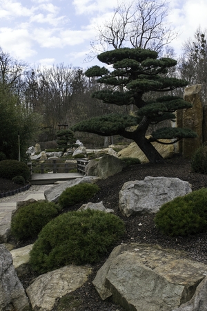 Japanese garden with beautiful treesの写真素材