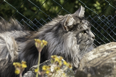 beautiful cat in the gardenの写真素材