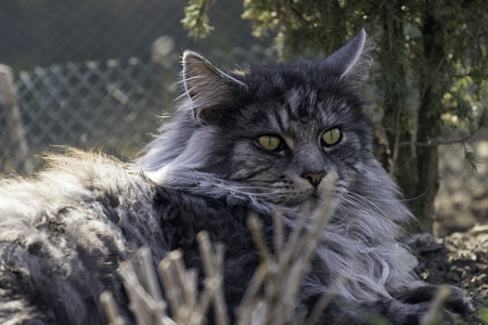 beautiful cat in the gardenの写真素材