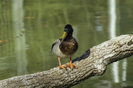 wild duck sits on a trunk near the waterの写真素材