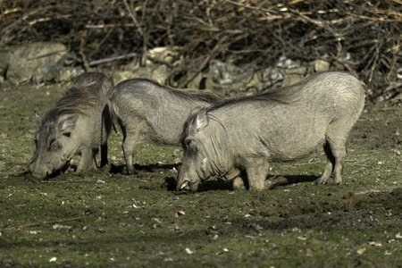 Savannah pig Phacochoerus africanus africanus in zooの写真素材