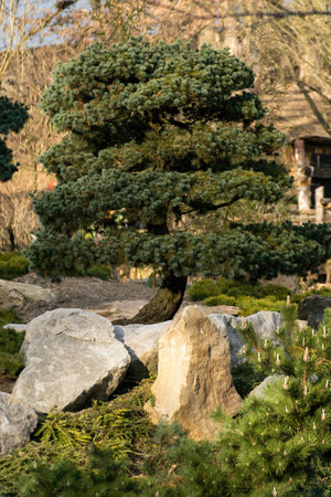 Japanese garden with beautiful treesの写真素材