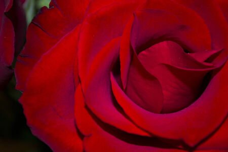 roseの写真素材