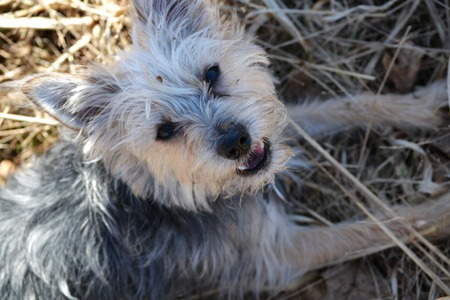 dog relaxing in the shadeの写真素材
