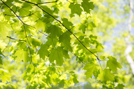 summer leavesの写真素材