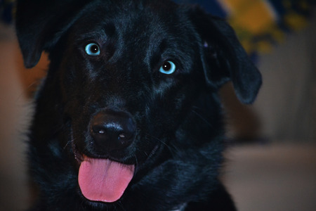 baby blue eyed labの写真素材