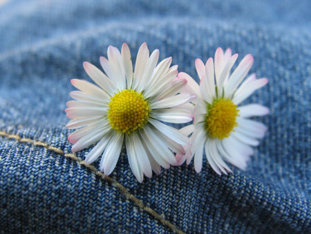 Daisy flowerの写真素材