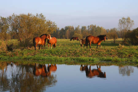 A herd of wild horsesの写真素材