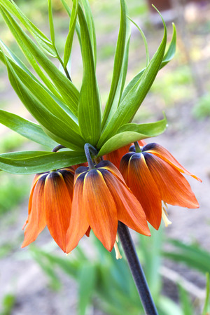 Kaiser's crown (Fritillaria imperialis) flower closupの写真素材