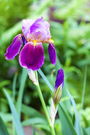 Purple iris cultivar flower closeup on green garden backgroundの写真素材