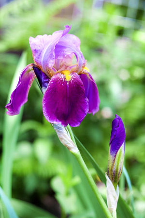 Purple iris cultivar flower closeup on green garden backgroundの写真素材