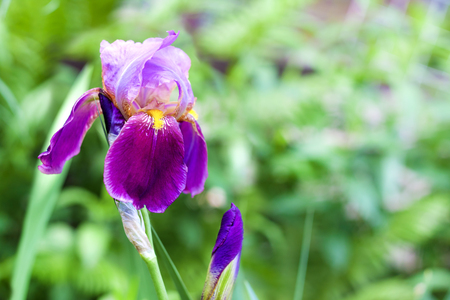 Purple iris cultivar flower closeup on green garden backgroundの写真素材