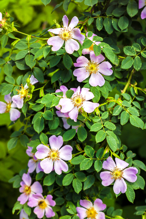 Pink flowers of dog-rose closeup on green garden backgroundの写真素材
