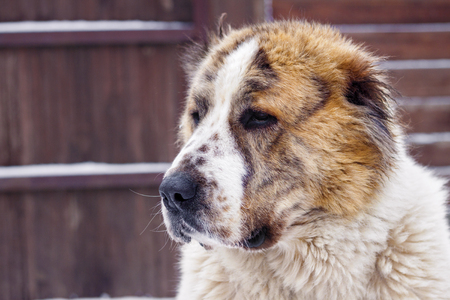 Portrait of Central Asian Shepherd (Alabai)の写真素材