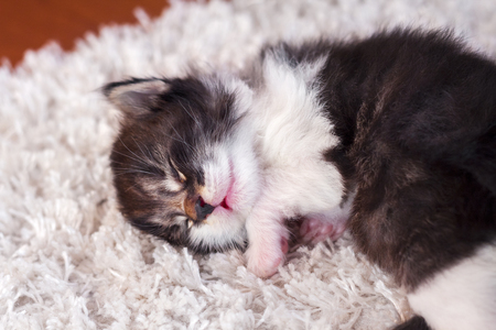 Small cute kitty sleeping on white fluffy carpetの写真素材
