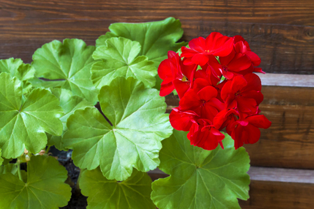 Closeup of red flowering pelargonium on the wooden fence backgroundの写真素材