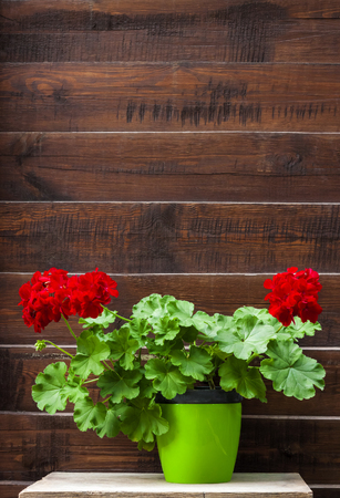 Red flowering pelargonium in a pot on the wooden fence backgroundの写真素材